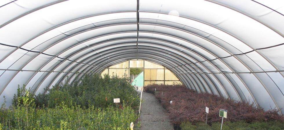  15 BEST HIGH TUNNEL WINTER CROPS