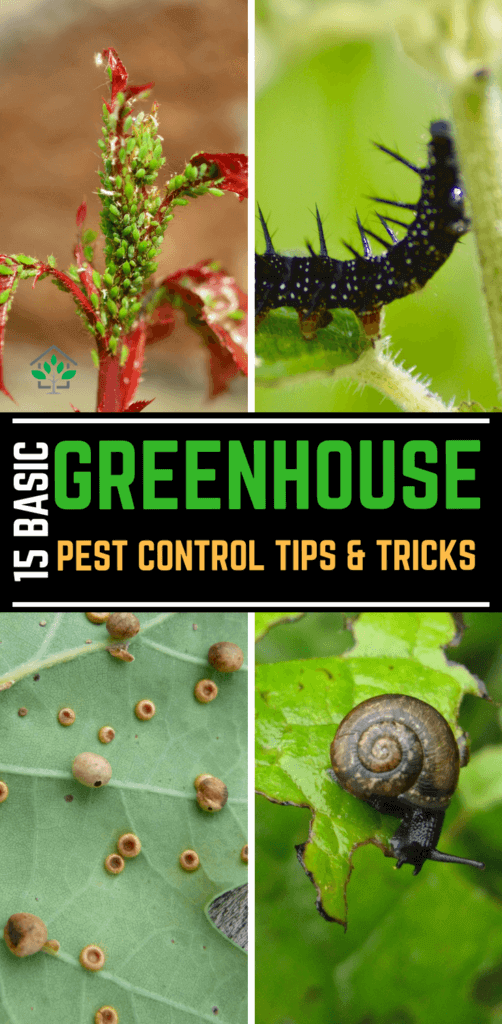 15 Basic Greenhouse Pest Control Tips and Tricks