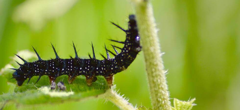 15 Basic Greenhouse Pest Control Tips and Tricks