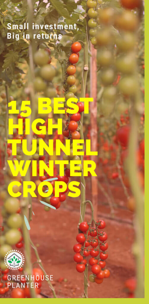 15 best high tunnel (green house ) winter crops: In order to increase their returns, Greenhouse farmer plants the crops during the winter in high tunnels with appropriate heating systems. The profit on the crops is increase and the farmer get the most return of the greenhouse. The greenhouse winter crops include tomatoes, lettuce, onions. strawberries, reddish turnips etc 