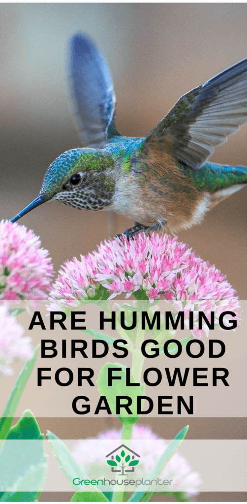 Are hummingbirds good for flower Garden