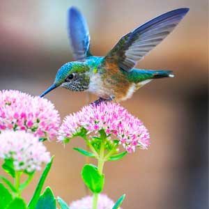 Are hummingbirds good for flower Garden?