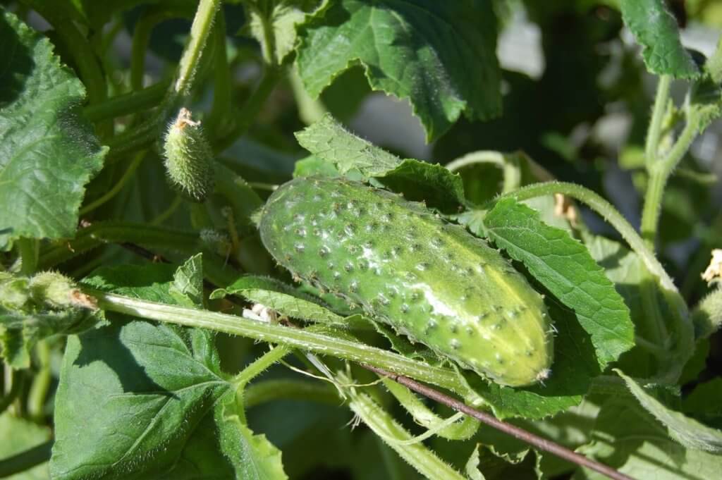 Greenhouse cucumbers: Cucumbers are one of the most amazing profitable greenhouse plants you should always grow these plants im your greenhouse