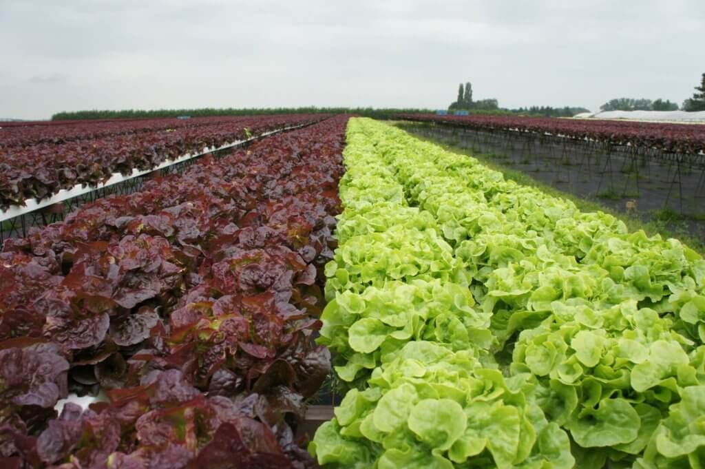 15 best greenhouse winter crops greenhouse lettuce, how to grow lettuce