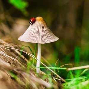 Is it safe to eat wild mushrooms?