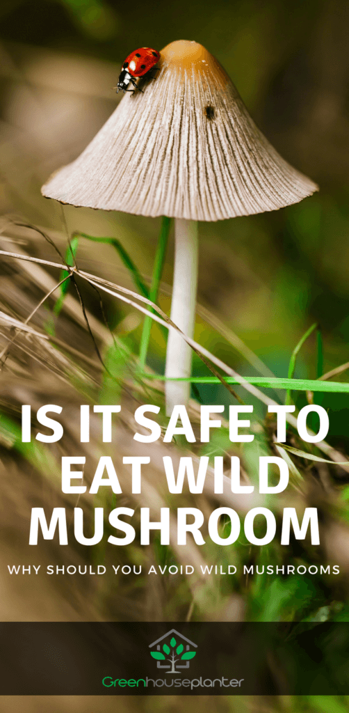 Is it safe to eat wild musroom
