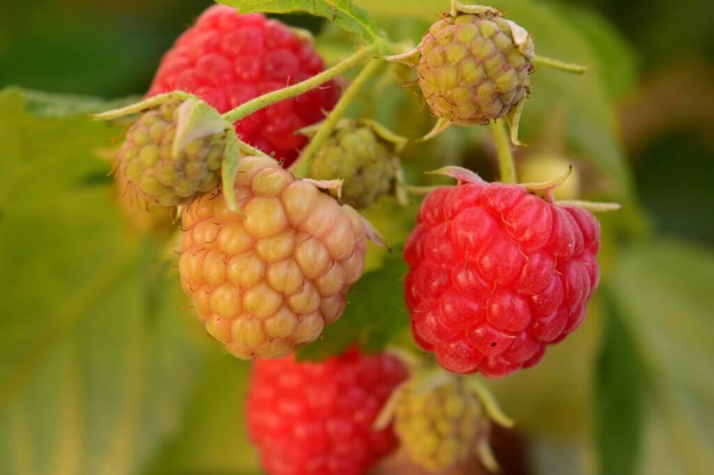 Greenhouse Raspberries: 15 best high tunnel winter crops, greenhouse raspberries, greenhouse 