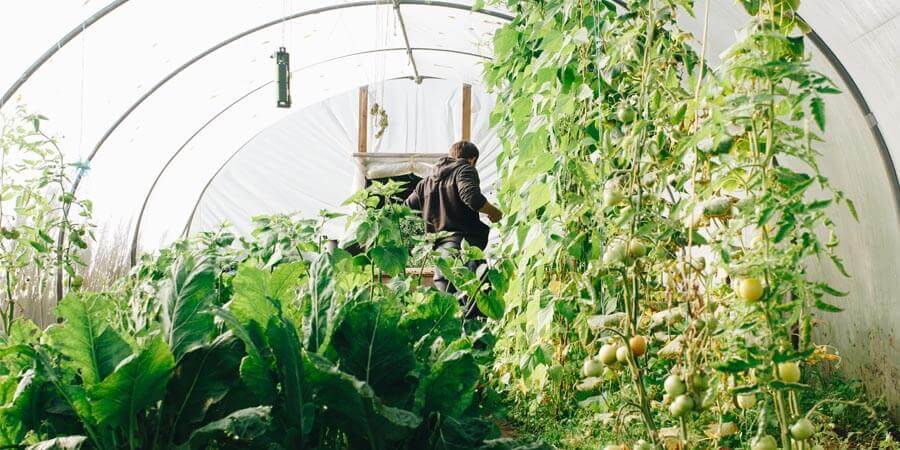 Image of Tomatoes and onions planted in a hoop house