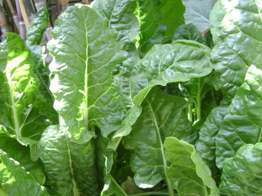 green collard 15 most profitable high tunnel winter crops