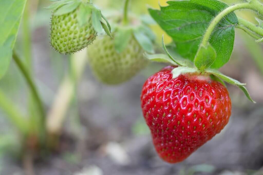 green strawberries 15 most profitable high tunnel winter crops