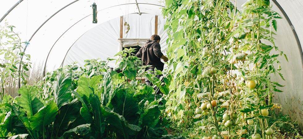 solarcell heated greenhouse