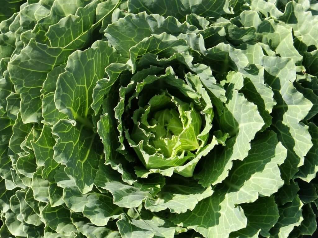 greenhouse kale15 most profitable high tunnel winter crops