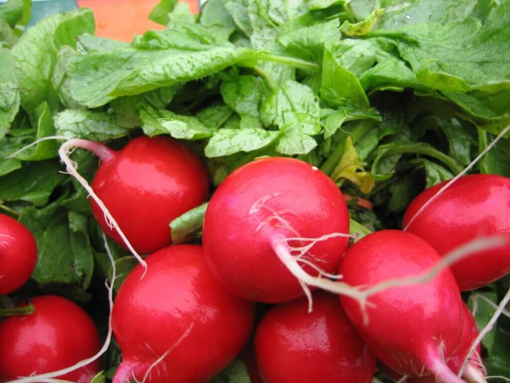 greenhouse radish 15 most profitable high tunnel winter crops