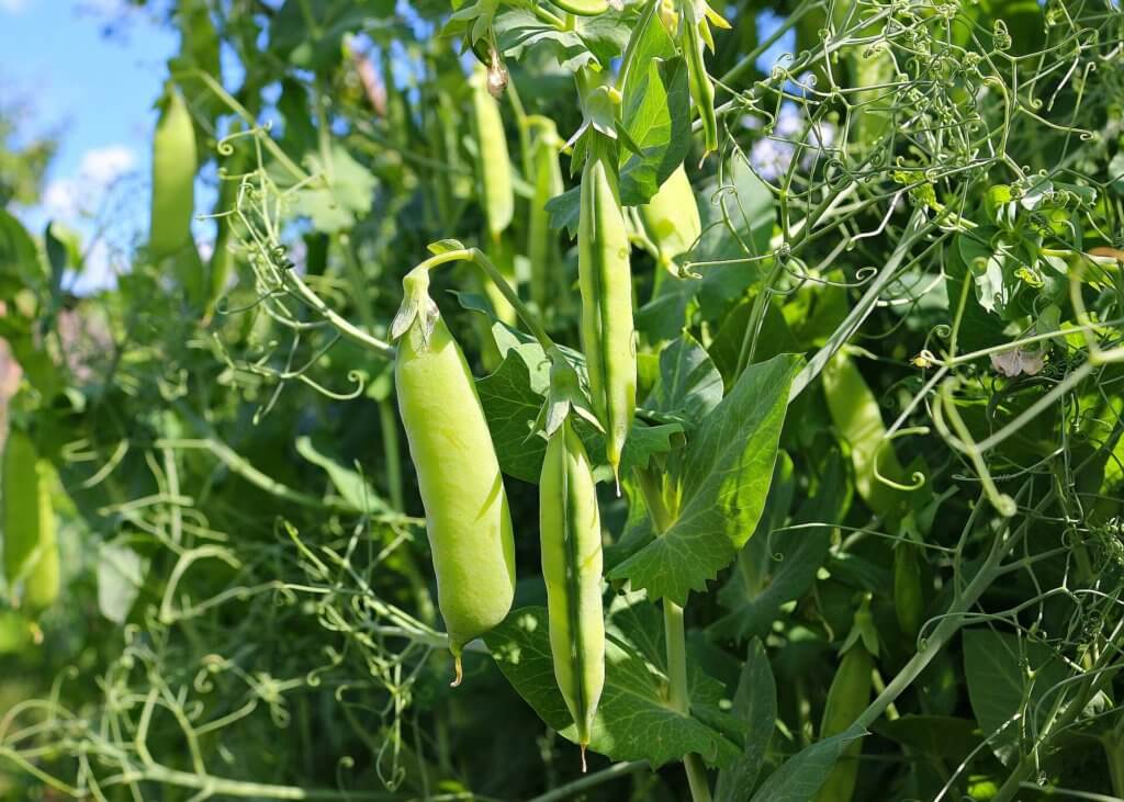 greenhouse snap peas 15 most profitable high tunnel winter crops