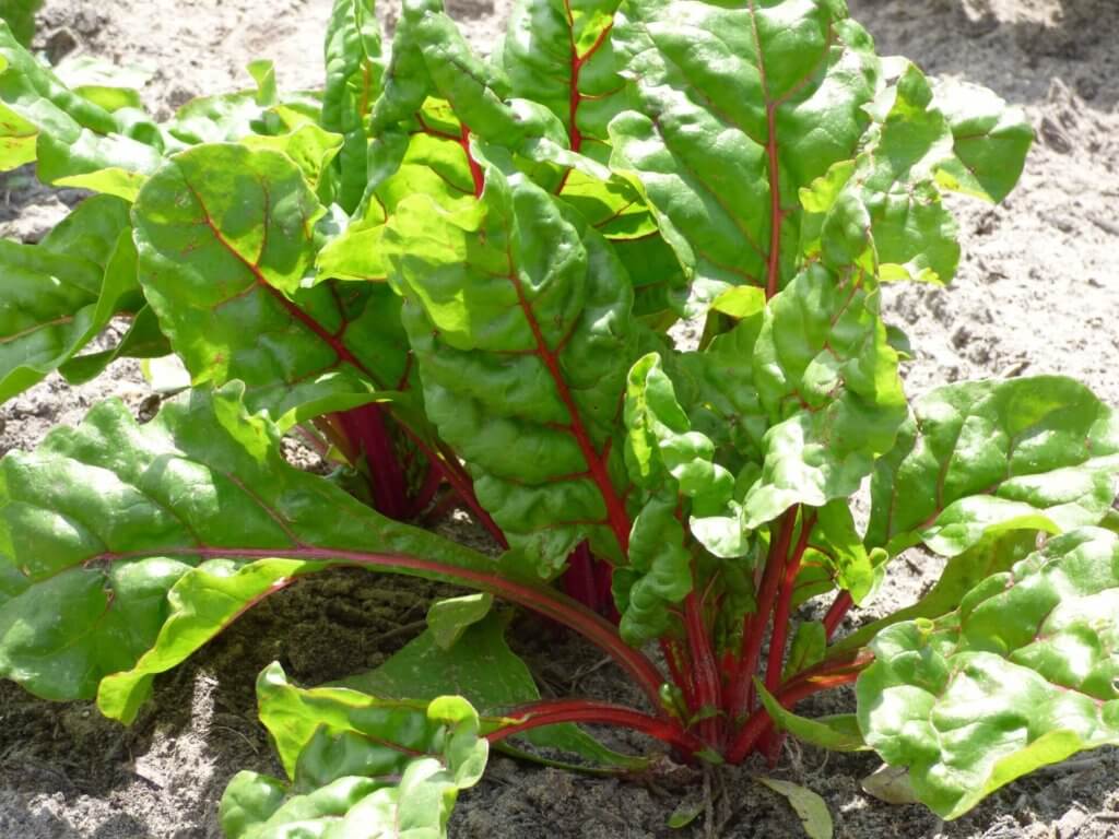 greenhouse swiss chard 15 most profitable high tunnel winter crops