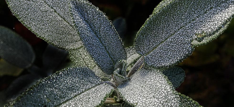 To make plants grow faster in a green house there is allot of humidity present which makes the plants breath good so plants can grow fast and better