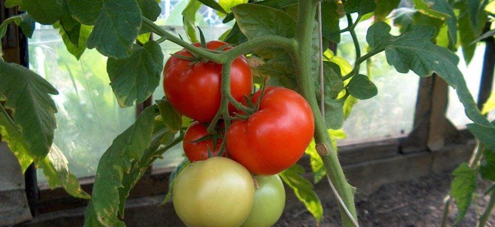 When to grow tomatoes in a greenhouse, Well this is a question which is asked allot of time, The perfect time to grow tomatoes in an unheated greenhouse depends on the region in which you are growing the tomatoes