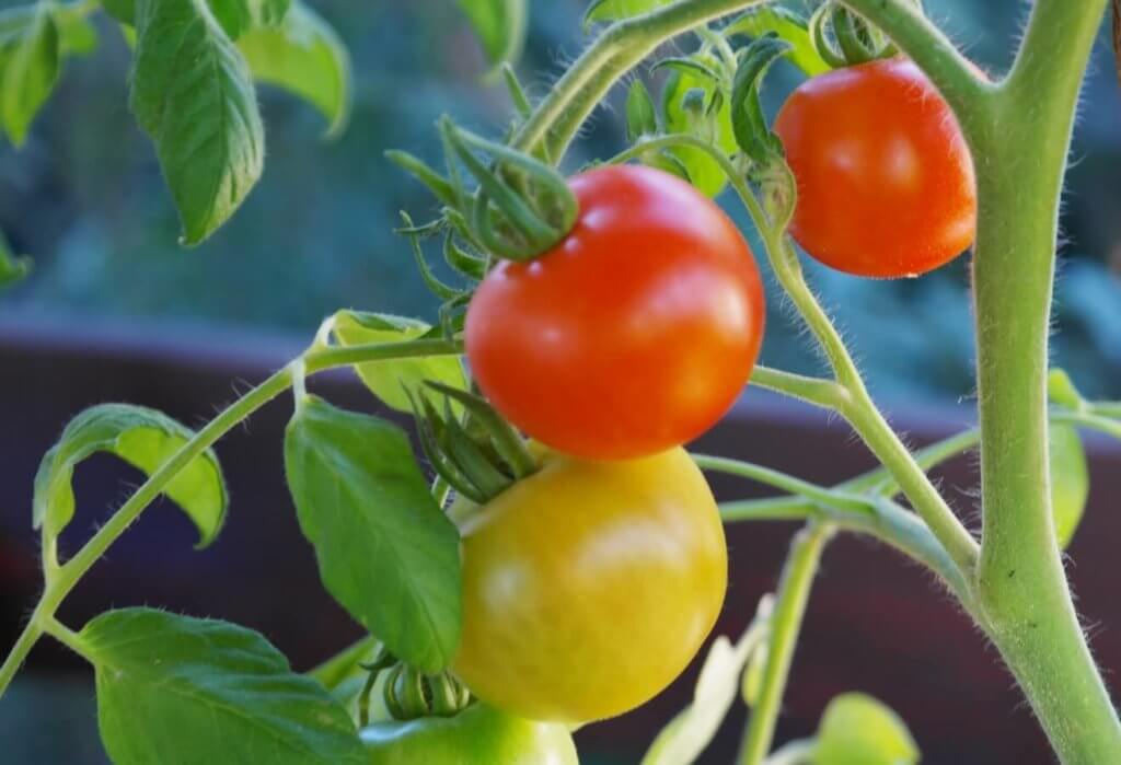 You might be thinking when should you plant tomatoes in your greenhouse, will the perfect time to start tomatoes depends on the region where you want to grow tomatoes along with the sun light which that region gets. Most of the time after the fall of the frost in the mid February is the perfect time to grow tomatoes 