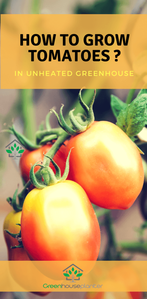 How to grow tomatoes in an unheated greenhouse. Time is the most important factor when it comes to growing tomatoes in an unheated greenhouse. Most of the time the fall of the frost during the mid February is considered to be the perfect time for growing tomatoes. 