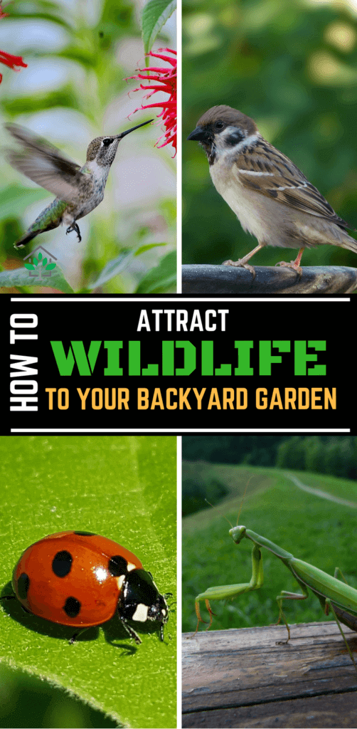 How to attract wildlife to backyard garden ? - GreenHouse Planter