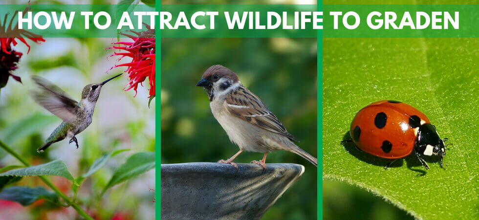 Attracting wild life to your garden is very important and very benifical for your garden beauty and looks.