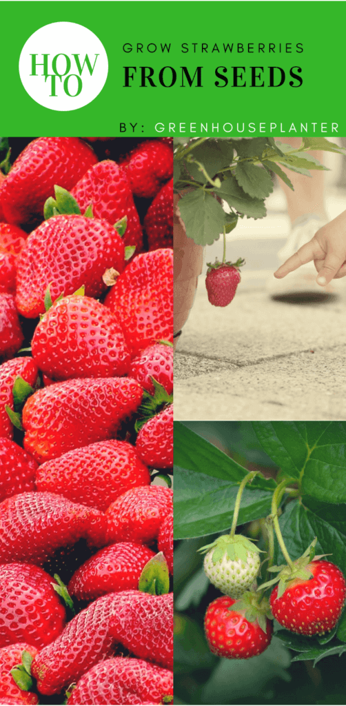 Growing Strawberries in pots is very easy, There are two methods to grow strawberries either you can grow strawberries from seeds or you can grow them in pots inorder to grow strawberries from seeds you need to take the seeds and sow it in a damped soil in your pot about 10 inch apart wait for the strawberries to germinate once they germinate then allow the plants to become strong and if the strawberry plant is healthy enough you can the allow the flowers to fruit and enjoy a beautiful harvest