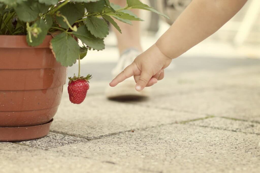 to grow starwberries in a pot you need you have the seads ready then you will sow your strawberry seeds in your garden