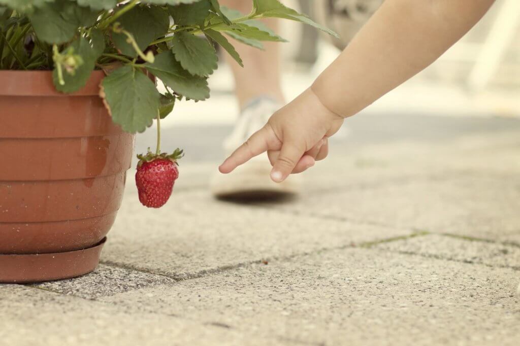 How to grow strawberries in pots from seeds?