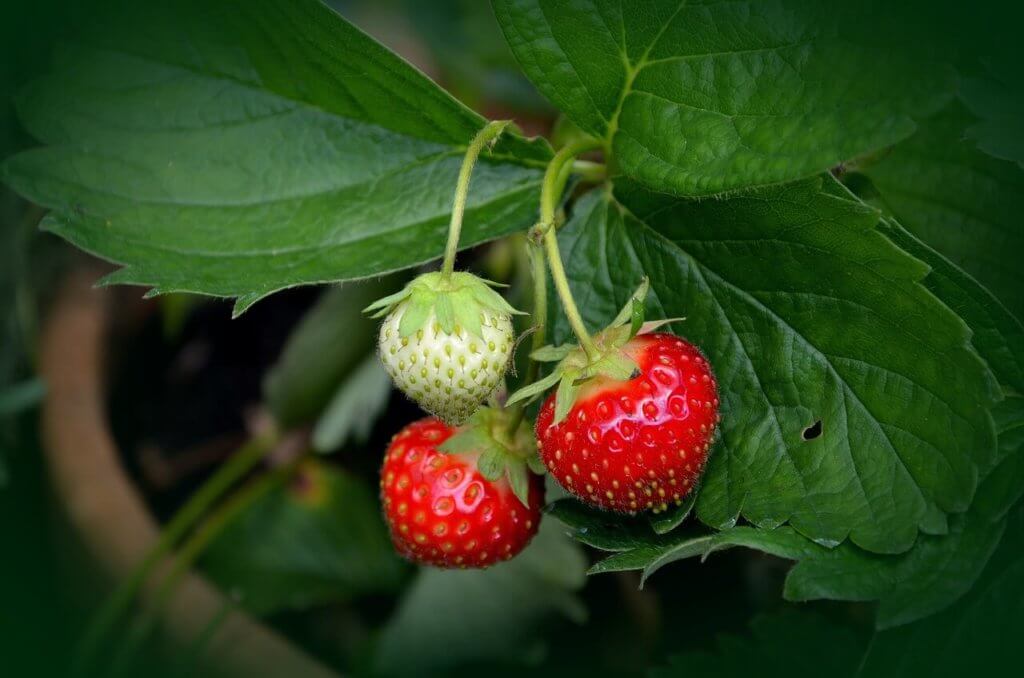 A beautiful strawberry plan which is grown from seed, inside a pot