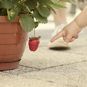 How to grow strawberries in pots from seeds?