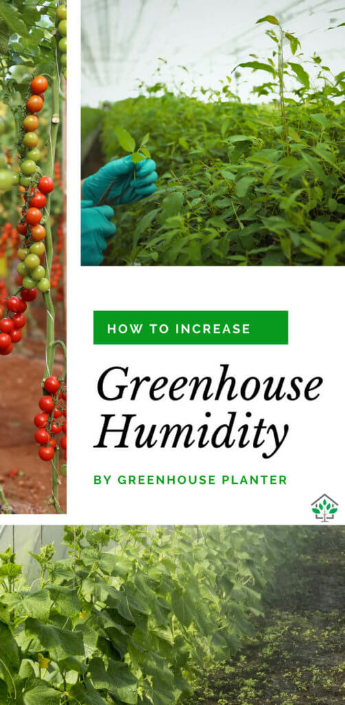 How to increase the humidity of greenhouse: increasing the humidity of the greenhouse is fairly simple, you can increase the humidity of your greenhouse using humidifiers and watering the plants in the day and night to make the greenhouse moist which. these water vapors will evaporate causing the humidity in the greenhouse to rise 