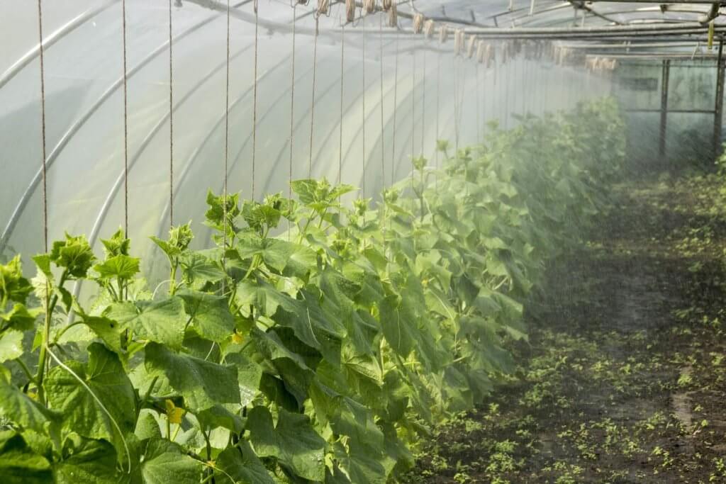 How to increase the humidity of greenhouse: increasing the humidity of the greenhouse is fairly simple, you can increase the humidity of your greenhouse using humidifiers and watering the plants in the day and night to make the greenhouse moist which. these water vapors will evaporate causing the humidity in the greenhouse to rise 