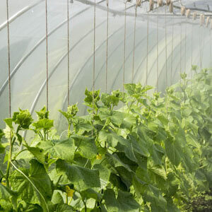 increasing the humidity of the greenhouse featured image: You can easily increase the humidity of your greenhouse by adding humidifiers and increasing damping in your greenhouse which will increase the evaporation and eventually increase thhe