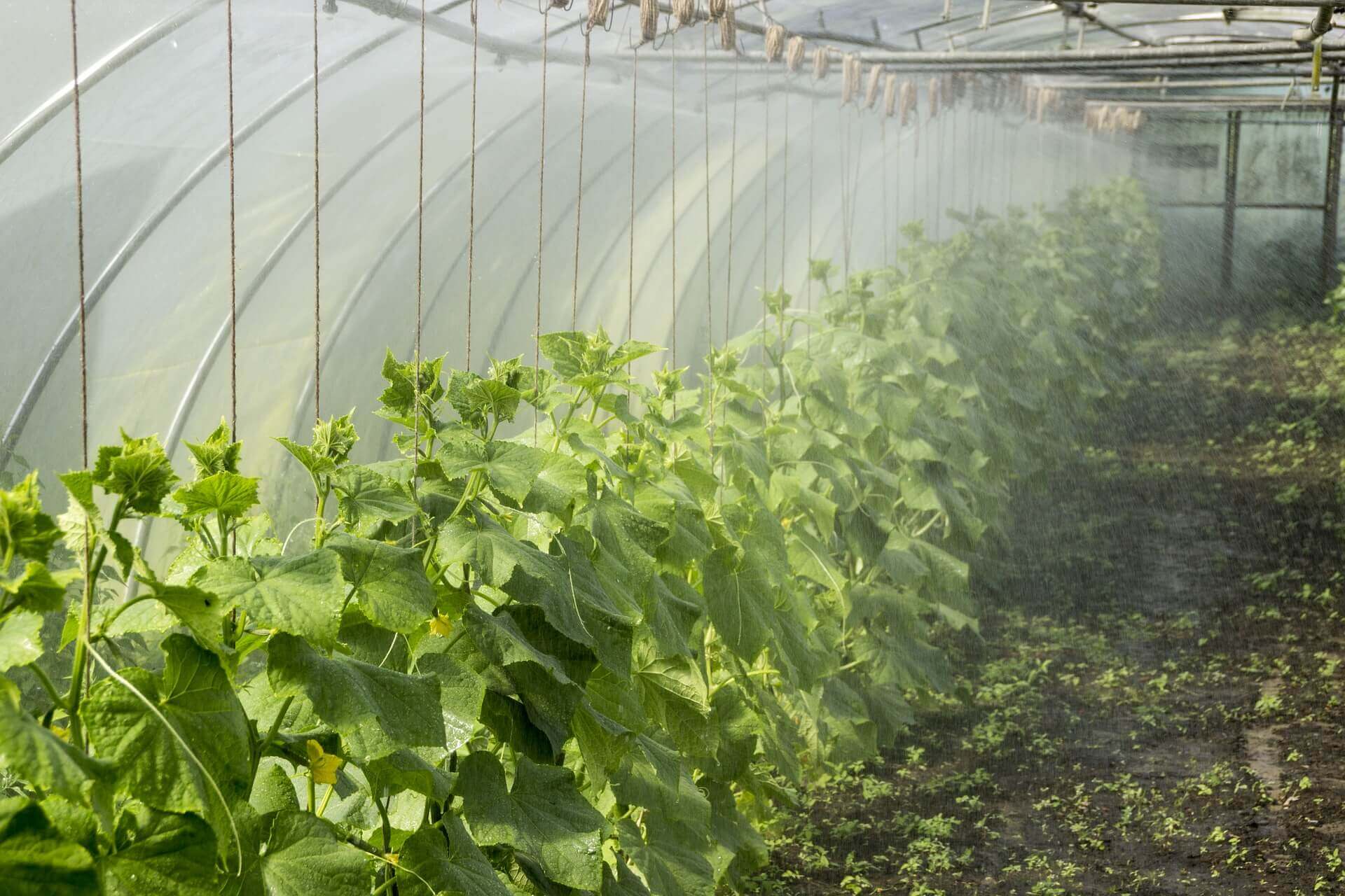 how-to-increase-humidity-in-greenhouse-greenhouse-planter