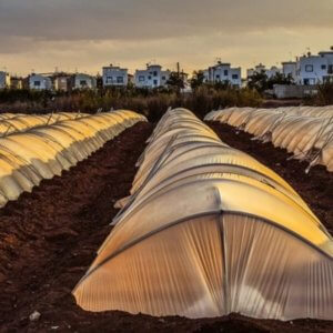 A Complete Guide on How to Start Greenhouse Farming at Home