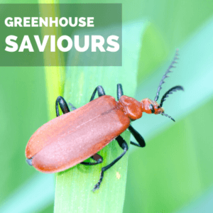 INSECTS that are Actually Saviours of Your Greenhouse Plants