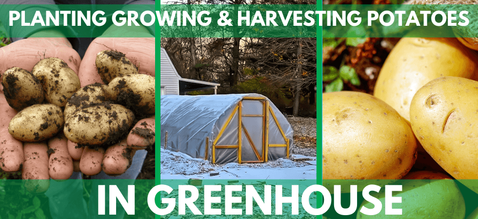 planting growing and harvesting potatoes in  greenhouse