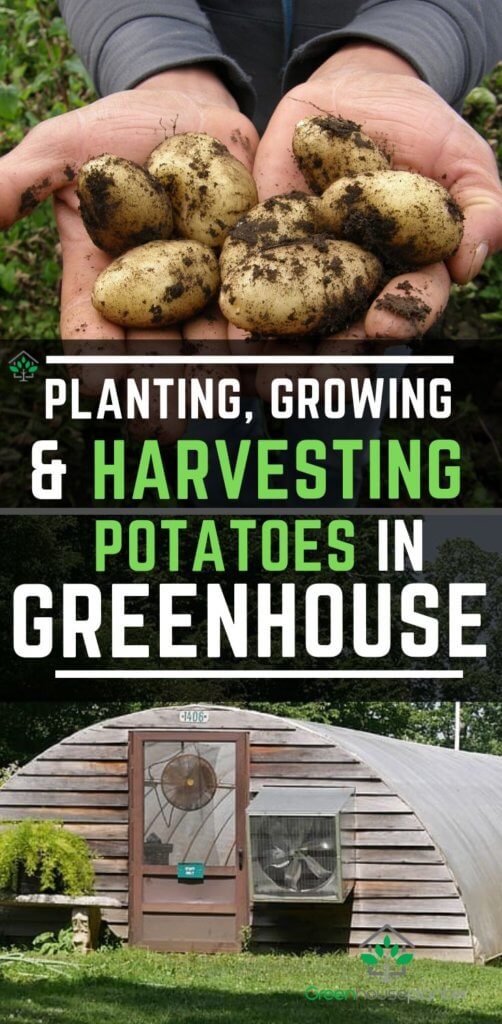 Planting-Growing-and-Harvesting-Potatoes-in-Greenhouse.