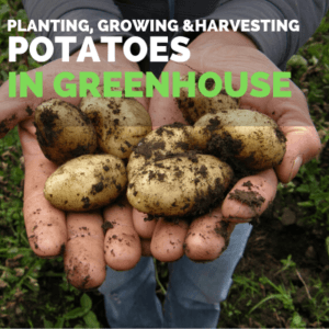 How to Grow Potatoes in Greenhouse | Greenhouse Potatoes Guide