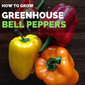 Grow Bell Peppers in Greenhouse | Greenhouse Bell Peppers Guide