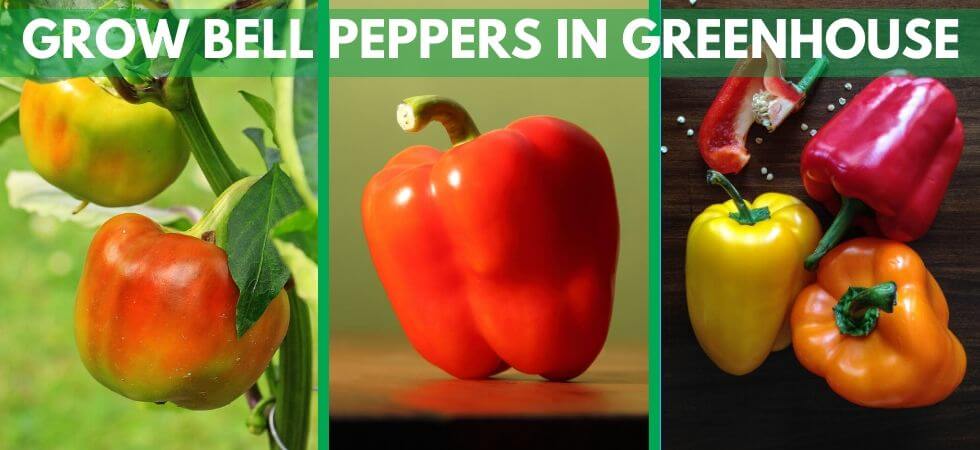How to grow bell peppers in greenhouse, Greenhouse bellpeppers guide