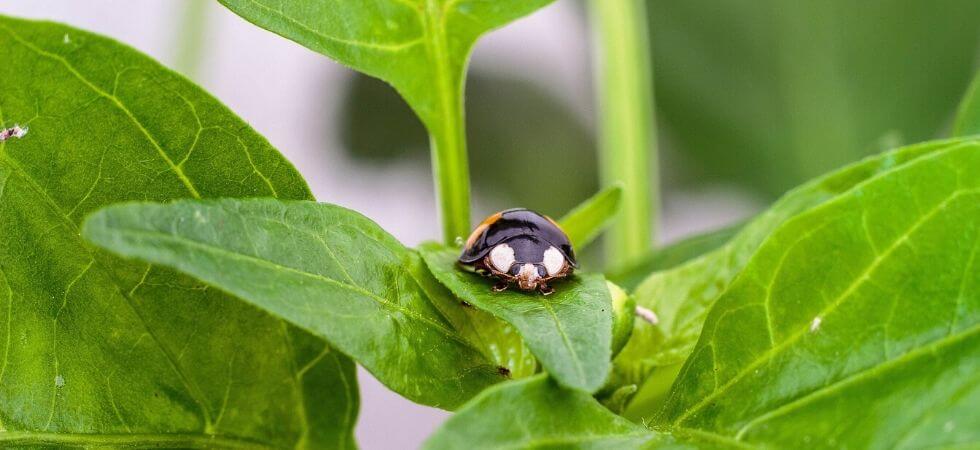 How to grow bell peppers in greenhouse, Greenhouse bellpeppers guide