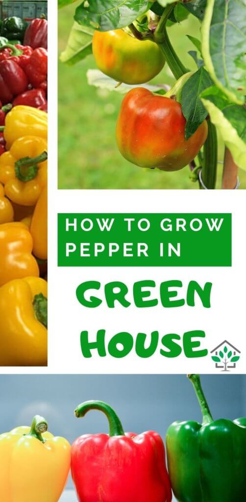 How to grow bell peppers in greenhouse, Greenhouse bellpeppers guide (7)