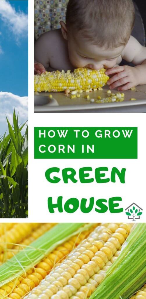 How to grow corn in greenhouse, Green house corn guide (2)