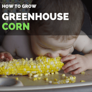 How to Grow Sweet Corn in Greenhouse | Greenhouse Corn Guide