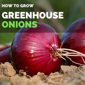 How to Grow Onions in your Greenhouse | Greenhouse Onions Guide