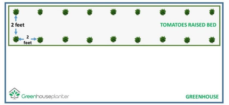 Greenhouse Tomato Plant Density