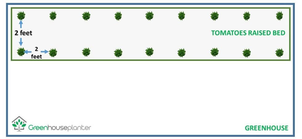 greenhouse Tomatoes plant density, planting layout inside the greenhouse, tomato plant separation