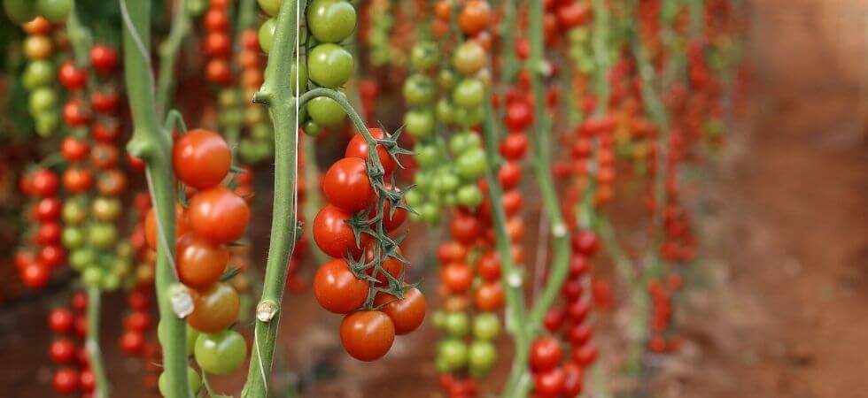 grow tomatoes inside greenhouse greenhouse tomatoes guide