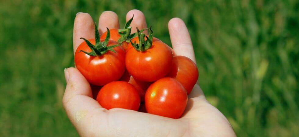 grow tomatoes inside greenhouse greenhouse tomatoes guide